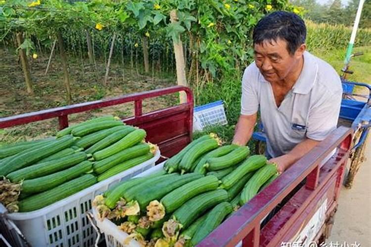 丝瓜要施什么肥