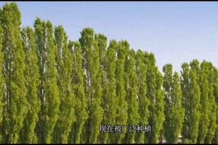 杨树什么时候施肥最好 杨树施肥最佳时间