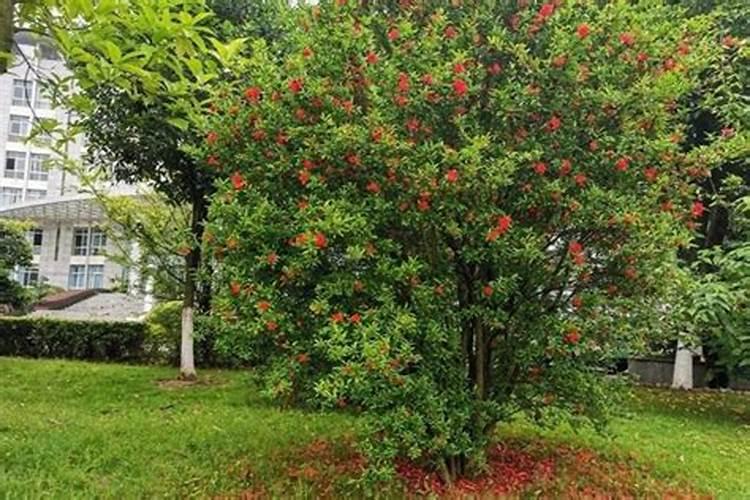 石榴树什么时候施肥 石榴树施肥的方法