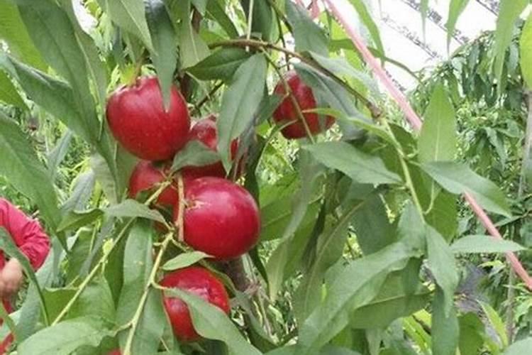 食用小苏打可以浇花吗