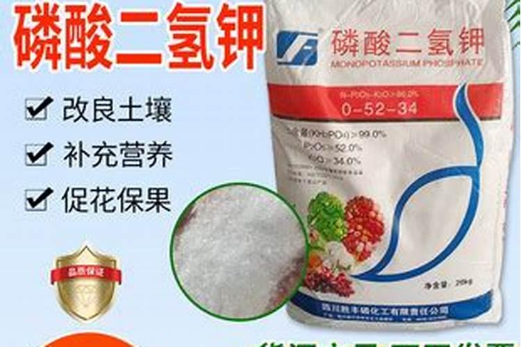 铁树用什么肥料最好