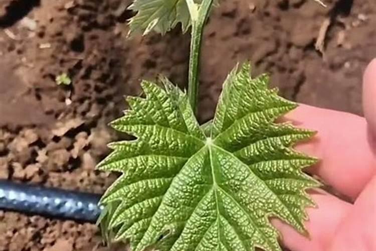 葡萄栽下多久可以施肥葡萄栽种几年可施肥