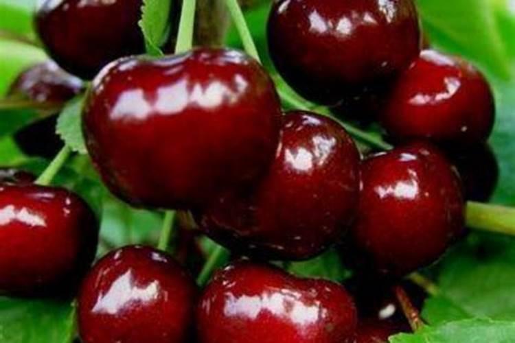 福进门液体水溶肥好吗？用效果来证明