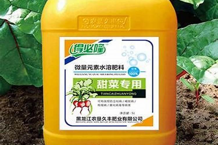 甜菜应该怎么种植能高产？这些方法要掌握!