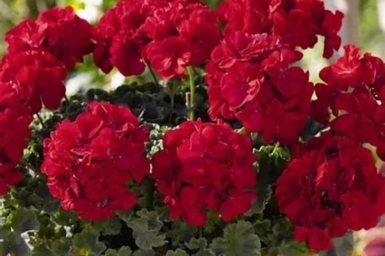 隆平高科2025新品种