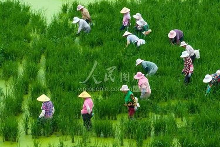 秧田打过氟草酯,恶唑草胺第二天能洒肥料吗？