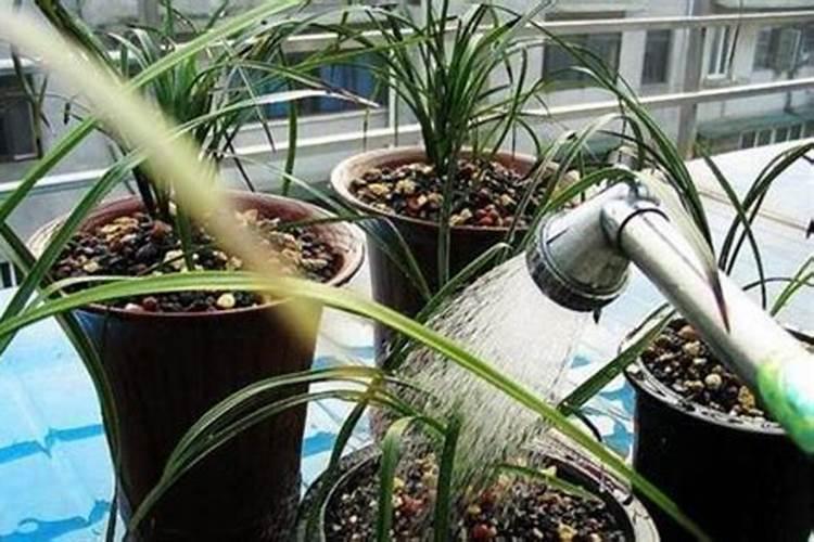 板栗树施什么肥最好