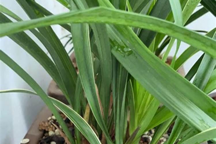 兰花施什么肥最好