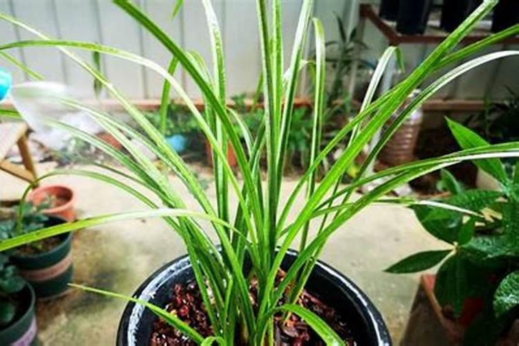 兰花用磷酸二氢钾养护的技巧