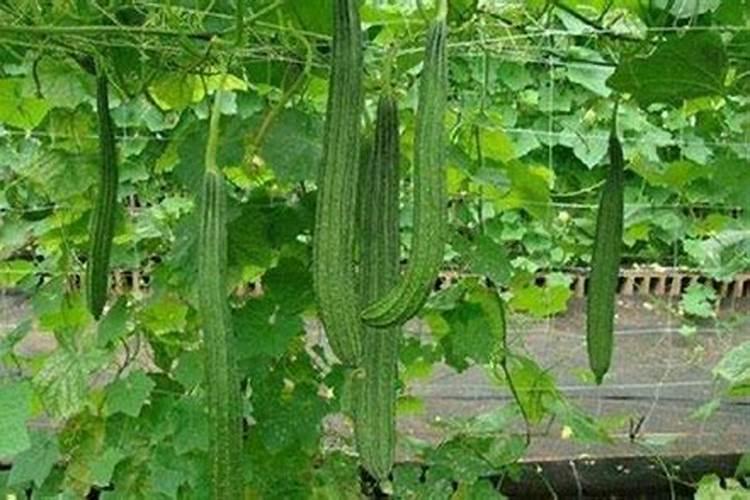 100/45个含量的复合肥好还是高氮复合肥好