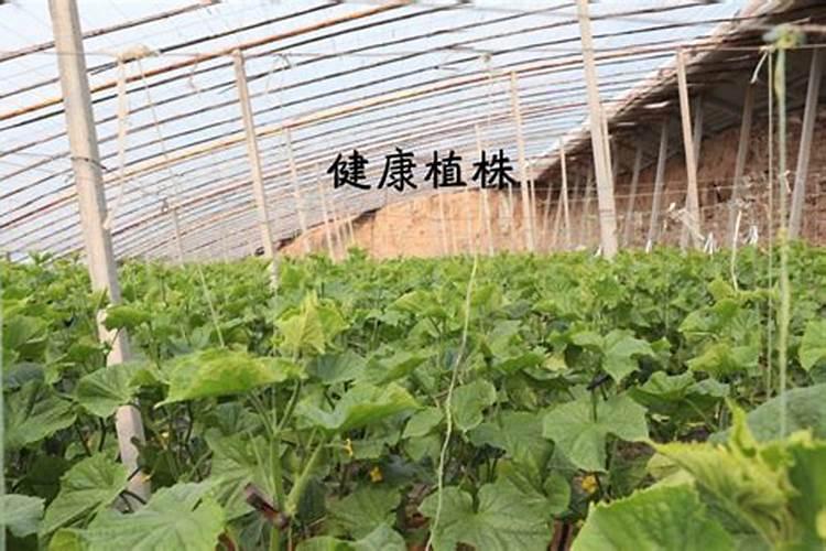 氮肥可以兑水浇花吗