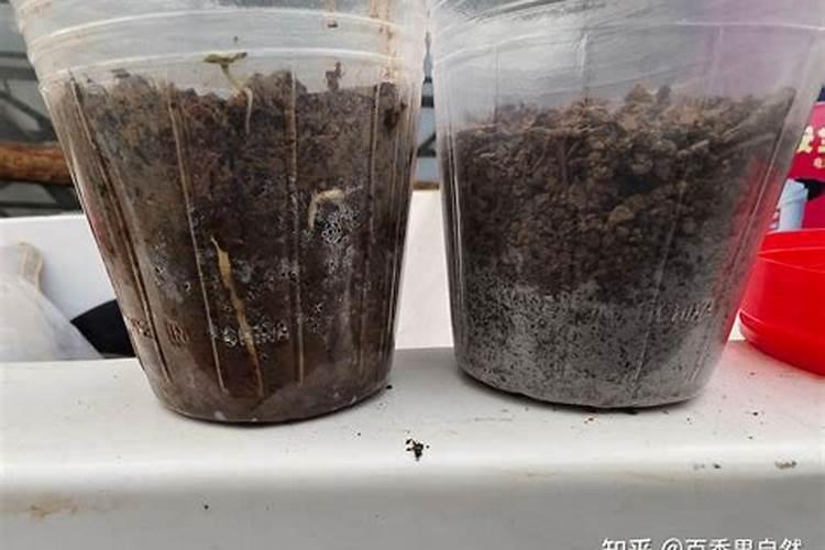 种子发芽后怎么养护