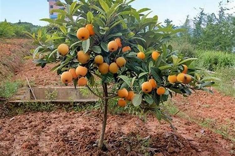 怎样能让枇杷的果又大又甜？枇杷增甜施肥哪种叶面肥效果好