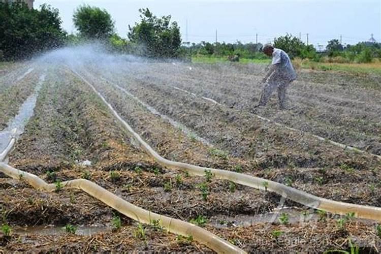 雨后水溶肥可以穴施？