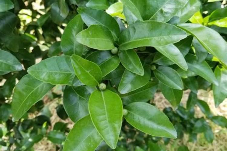 哪种肥料适合在柑橘开花时使用