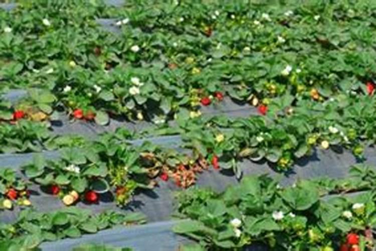 草莓施什么肥料果大