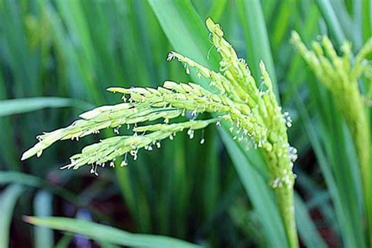 水稻开花期怎么用药 水稻养殖方法总结