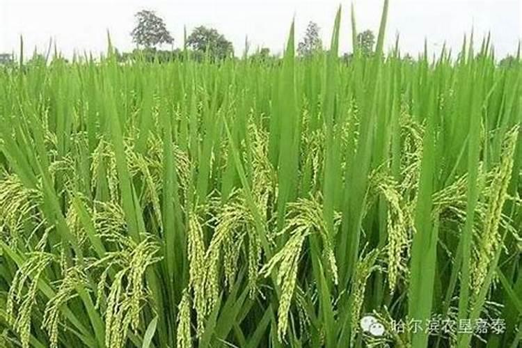 水稻会不会开花