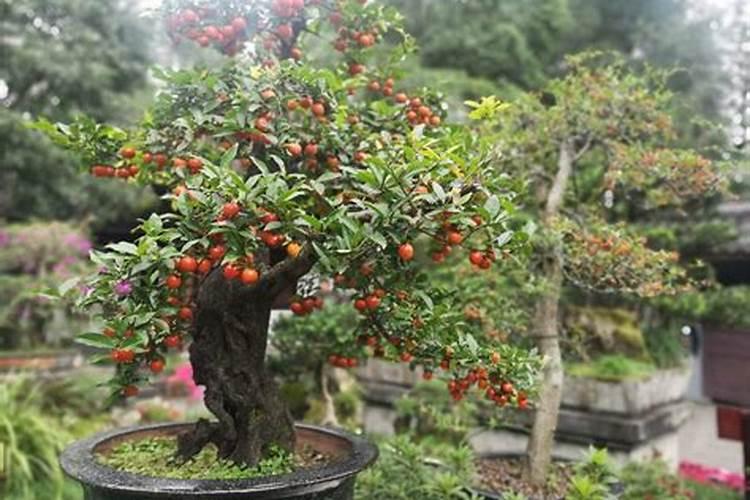 芒果催花,用什么比较好