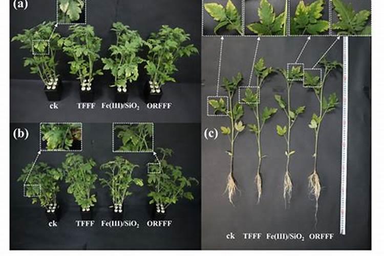 《航海王启航》暗系崛起？情人节·佩罗娜C位出道