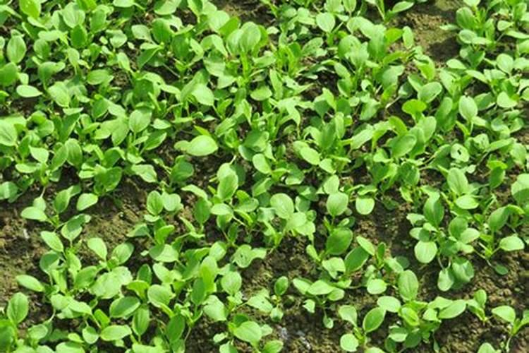 白菜出苗后多久可以施肥