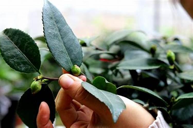 茶花开完花后需要施肥吗(开花前花苞露红施什么肥好)