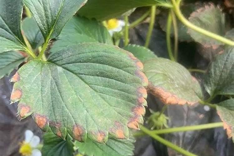 种草莓用什么肥料好呢