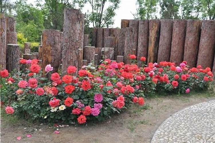 地栽月季施肥时间和方法