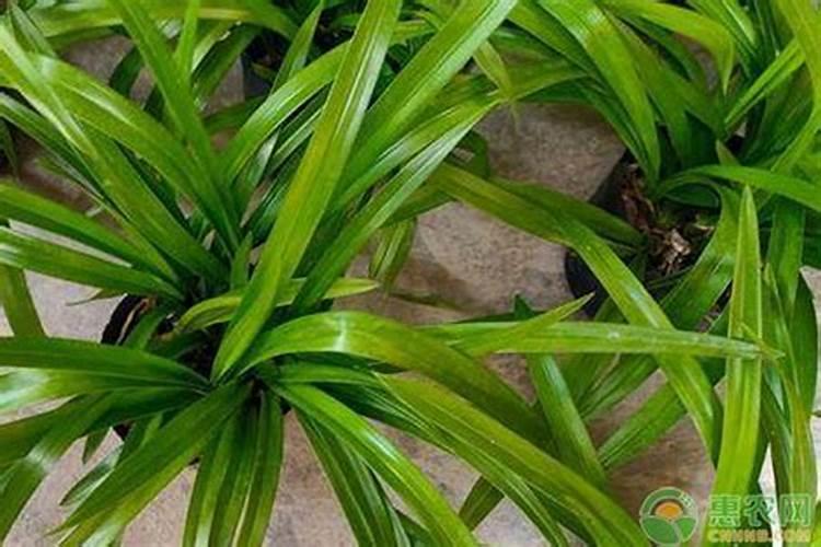 墨兰抽箭时需要施肥吗