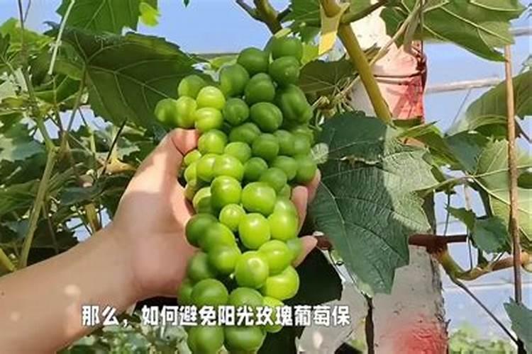 阳光玫瑰葡萄保果和膨大为什么加海藻精？