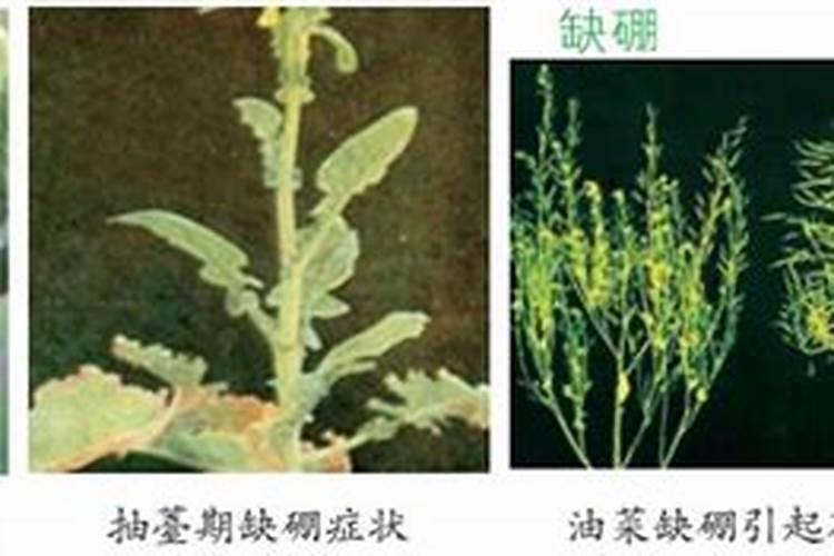 大豆施肥用化肥吗