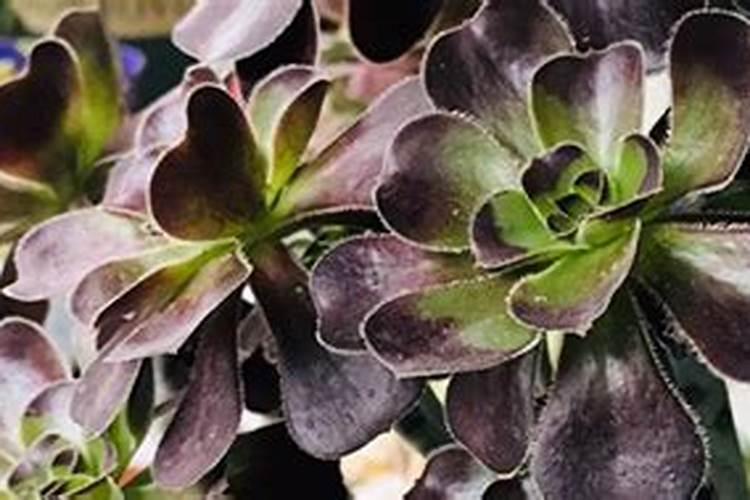 春季如何养护黑法师长得快