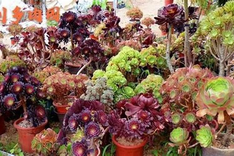 在春天法师该如何养护之水肥篇