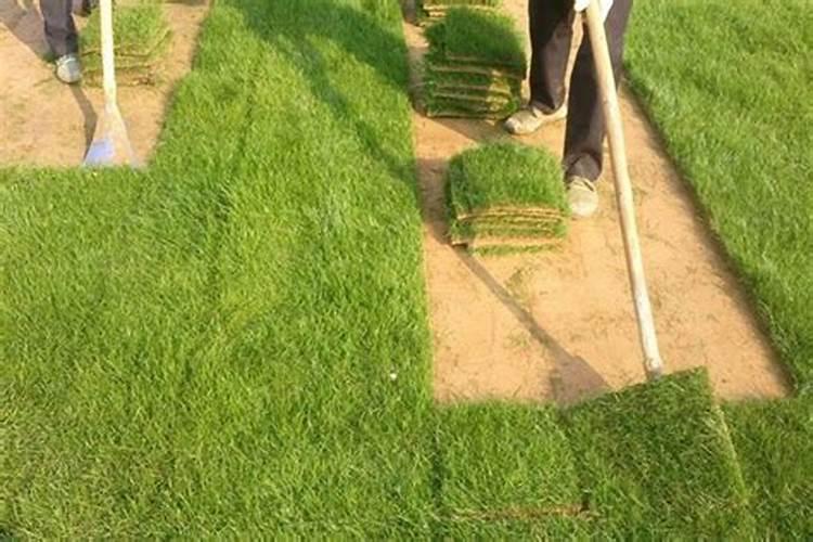 果岭草如何施肥