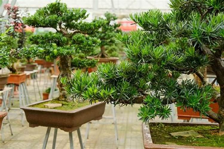 绣球开花时可以施肥么