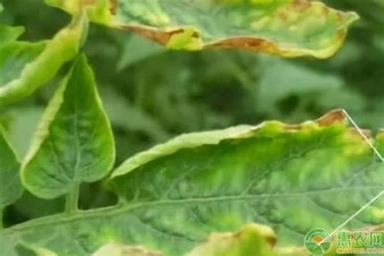 叶子发黄是缺什么肥料