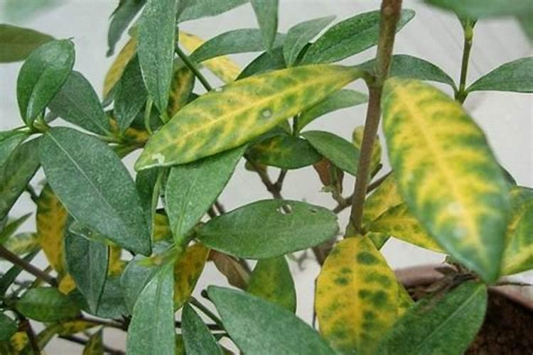 花叶子发黄缺什么肥料(花叶子发黄是缺水还是浇水太多)