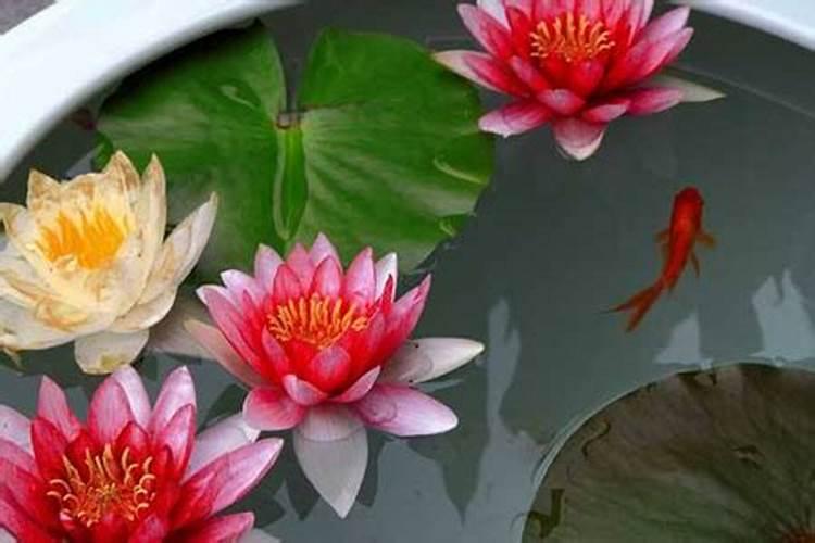 睡莲花施什么肥最好