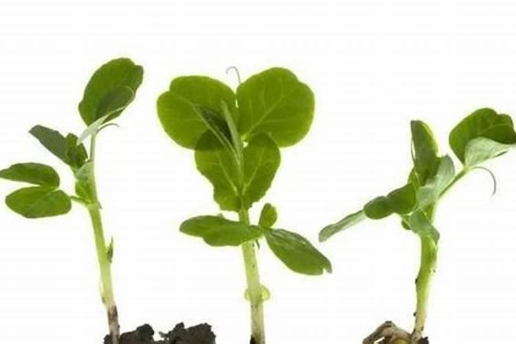 花椒树什么时候施肥好 花椒的施肥时间