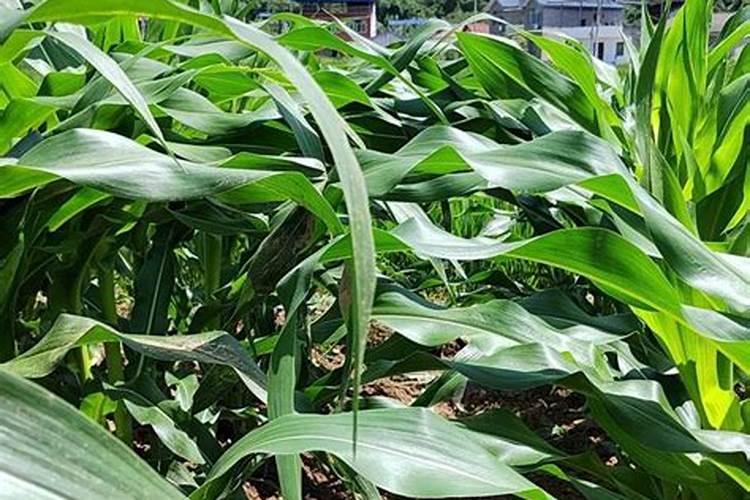 九月以后这三种花需要大量的肥料倒一些越长越壮!