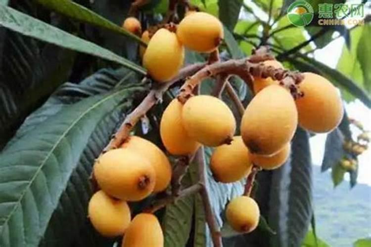 枇杷树什么时候施肥