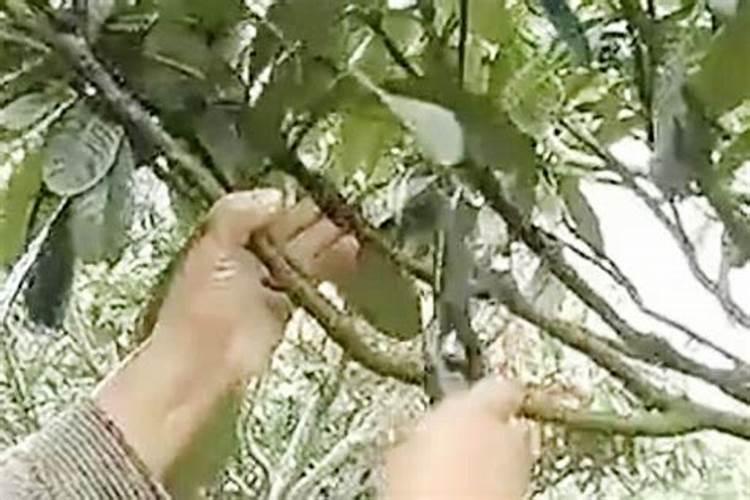 枇杷树用什么肥料最好