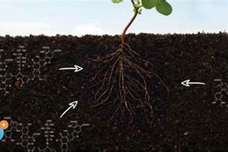 养花土壤调酸最好方法  腐植酸能调偏酸土壤吗