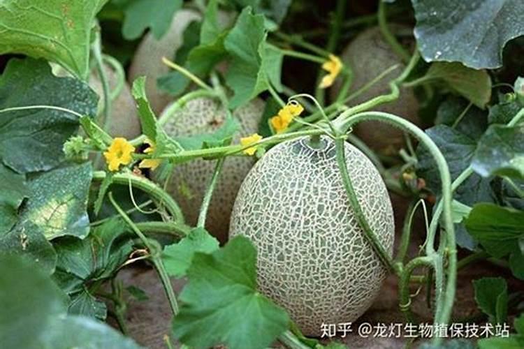 移栽后的哈密瓜苗该怎样施肥浇水管理