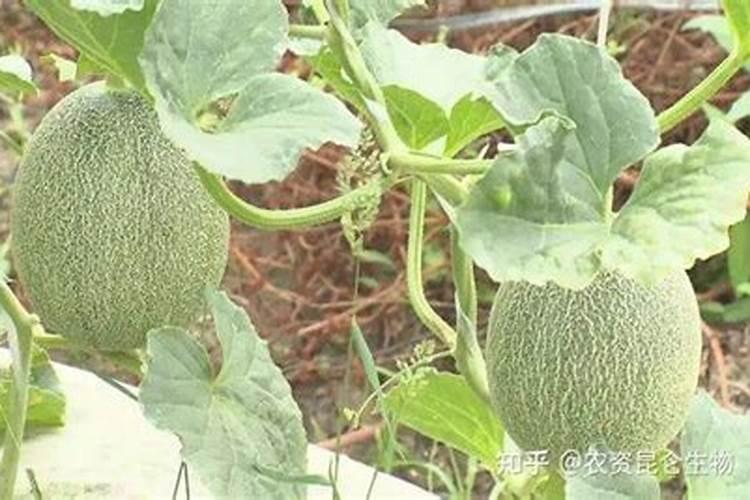 哈密瓜高产,施水溶肥要注意什么？