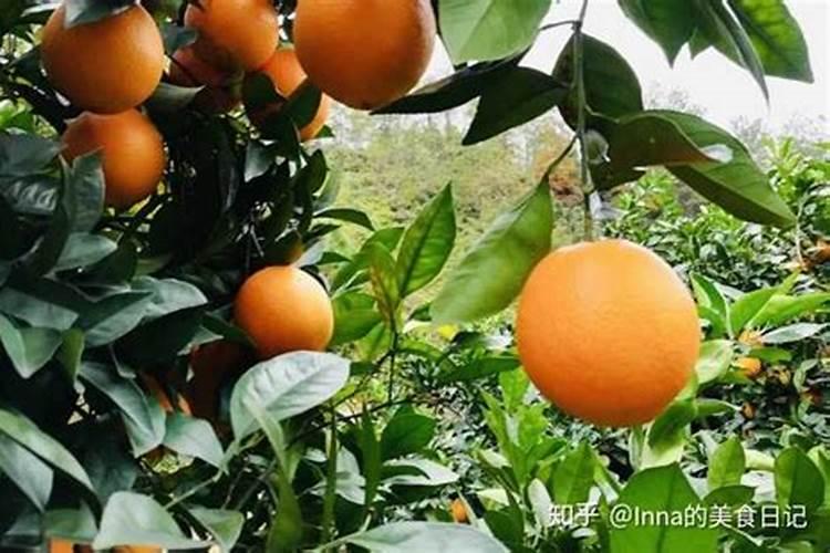 蔷薇花施肥施什么肥料