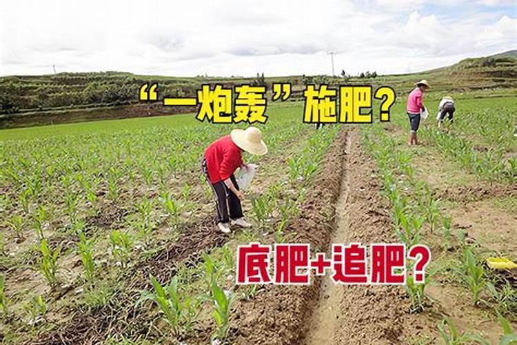 玉米不上肥料涨粒吗