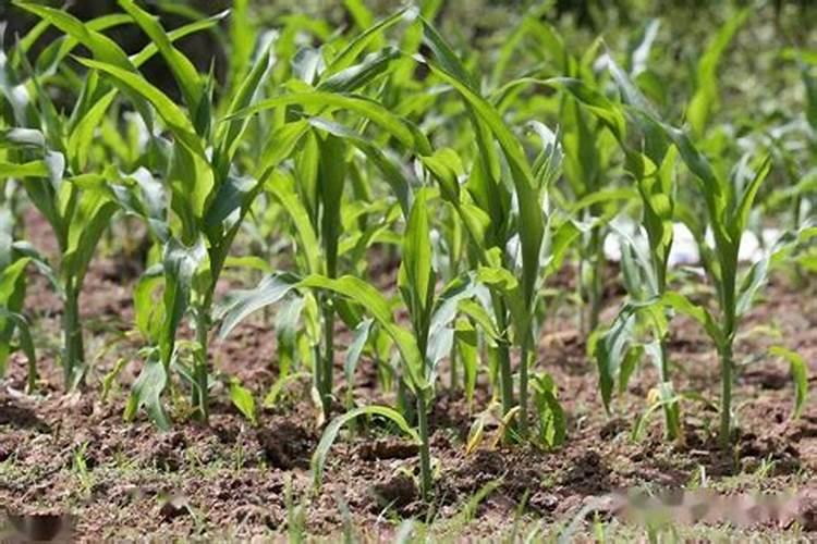 玉米大喇叭口期施肥离30有效果吗”