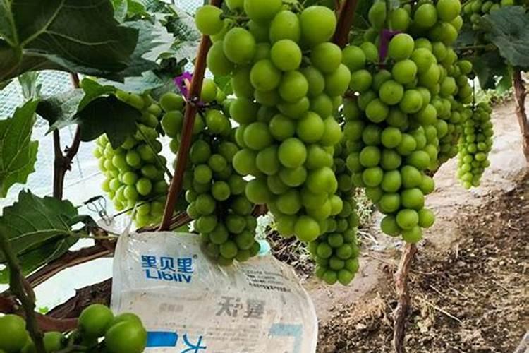 向日葵喜肥吗 喜欢施什么肥料