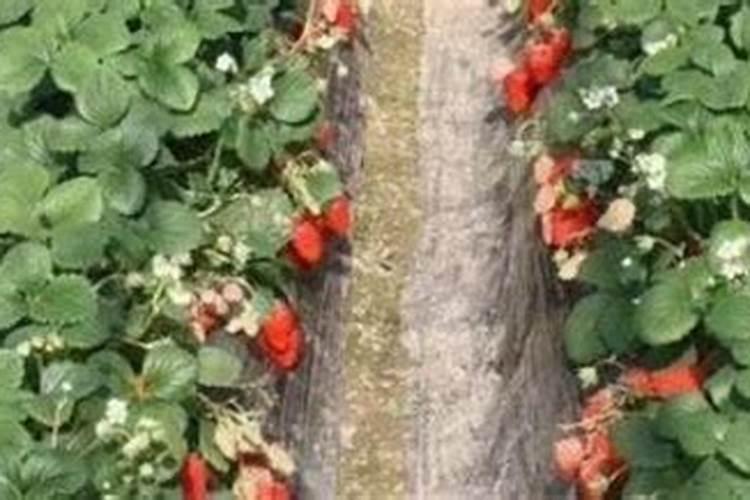 苹果树施钙在什么时间最佳